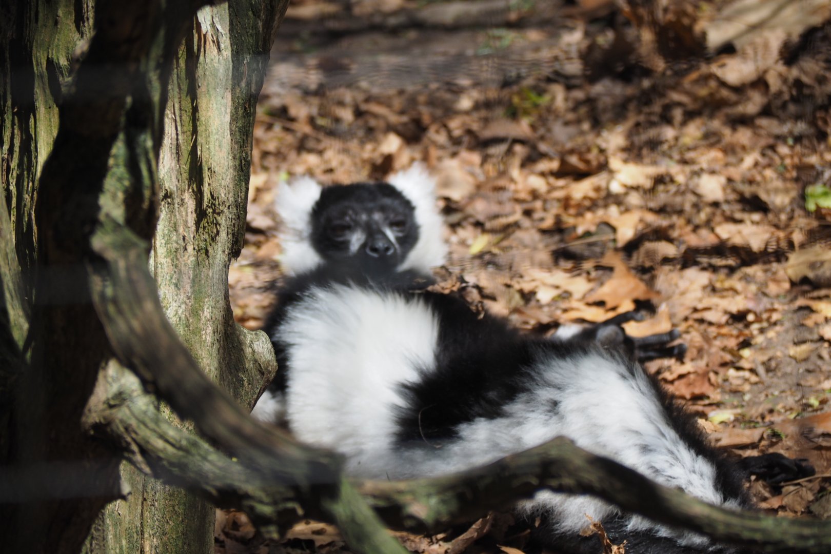 Black-and-White-Ruffed Lemur