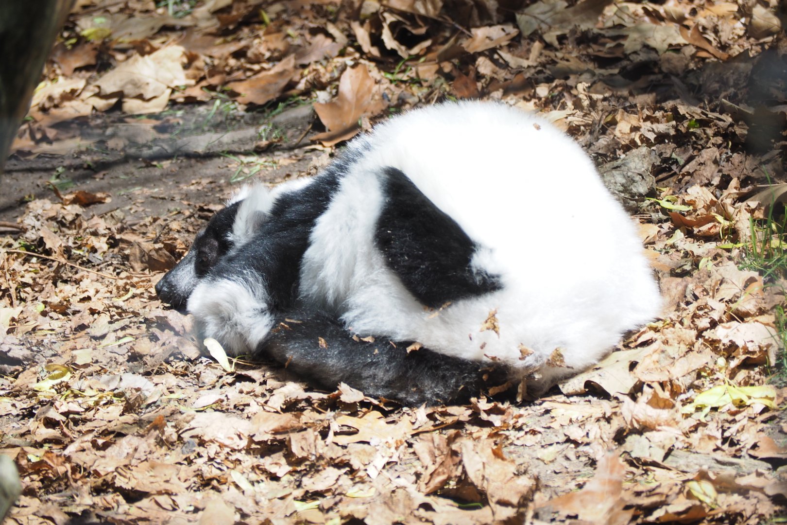 Black-and-White Ruffed Lemur