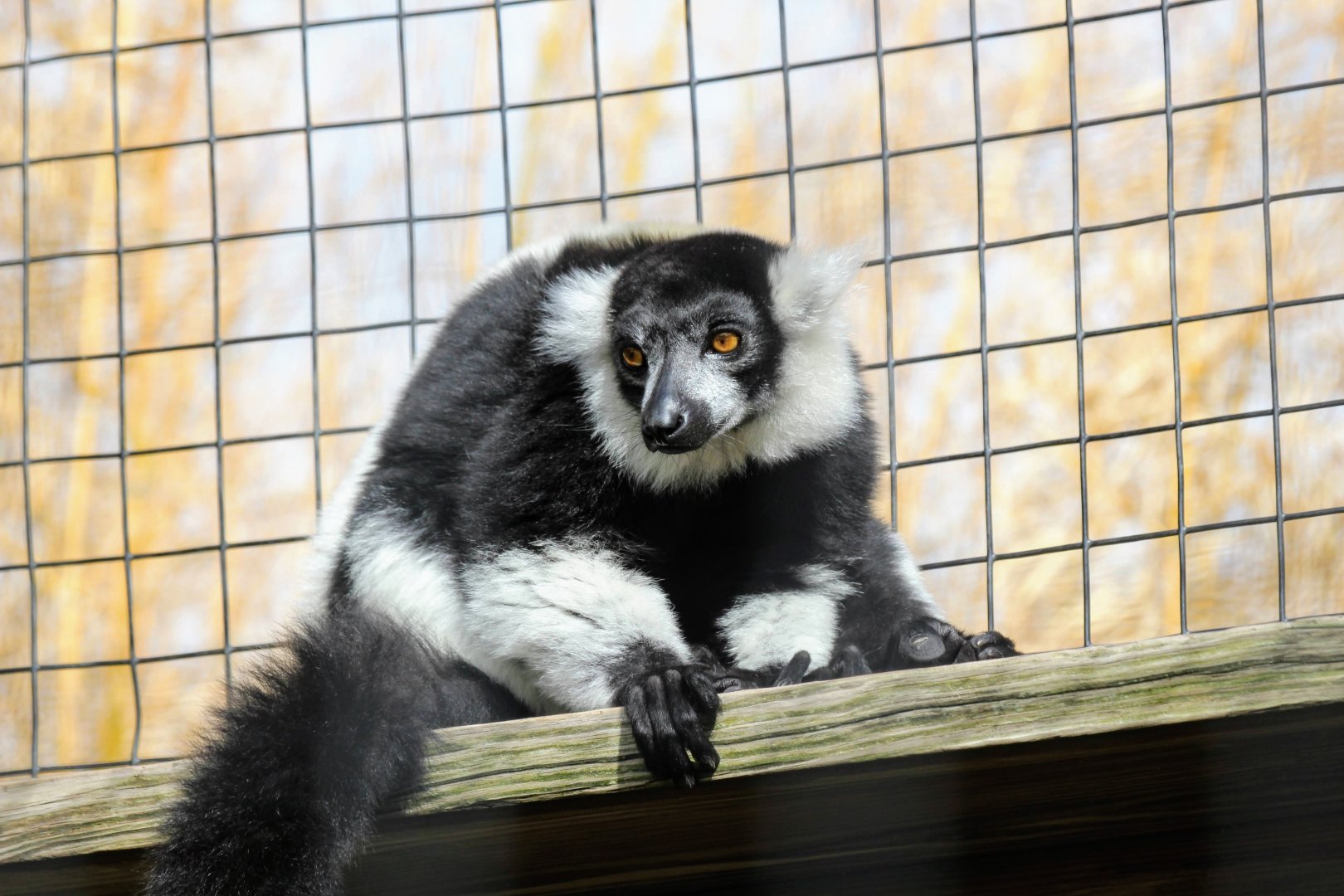 Black-and-White Ruffed Lemur