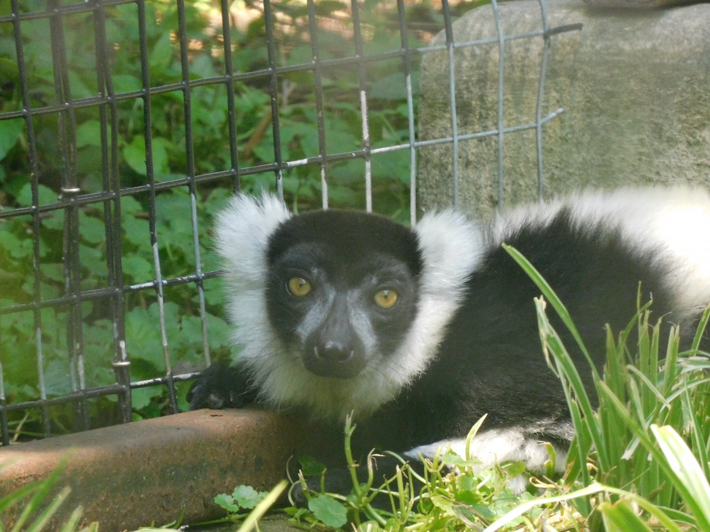 Black and white ruffed lemur