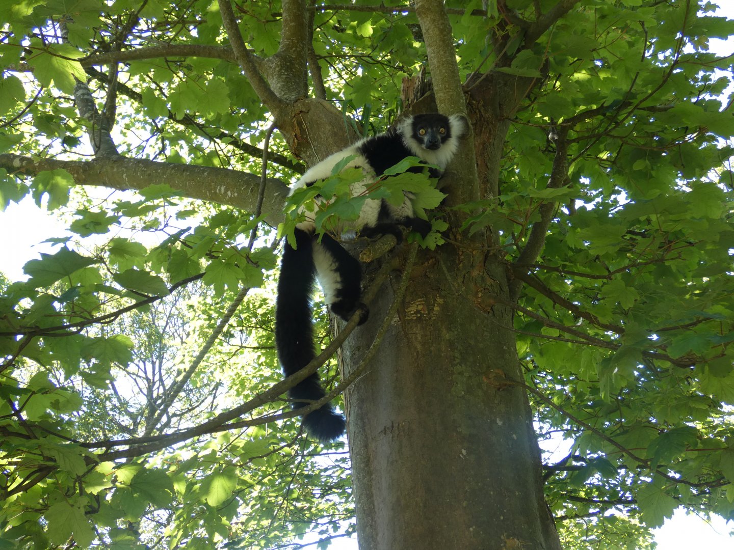 Black-and-white ruffed lemur