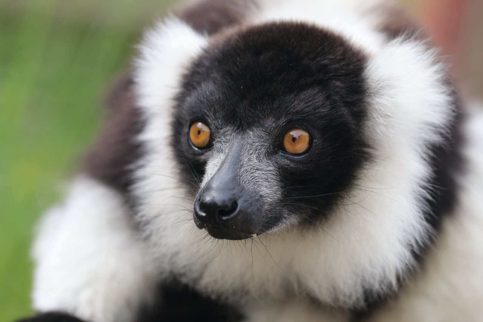 Black and white ruffed lemur
