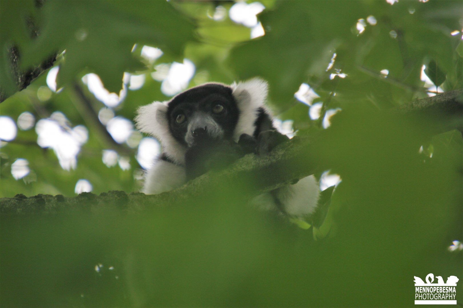 Black-and-white ruffed lemur