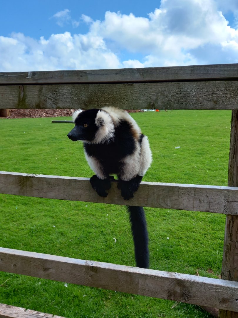 Black and White Ruffed Lemur