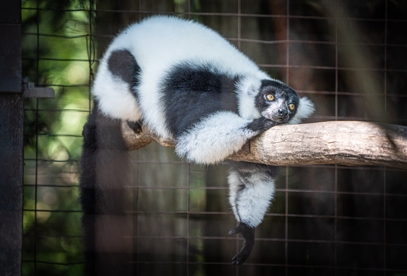 Black-and-White Ruffed Lemur