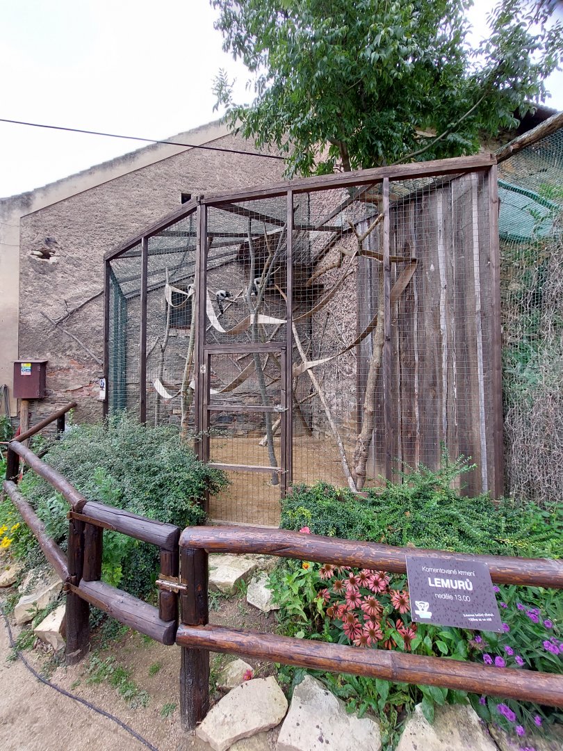 Black-and-white ruffed lemur