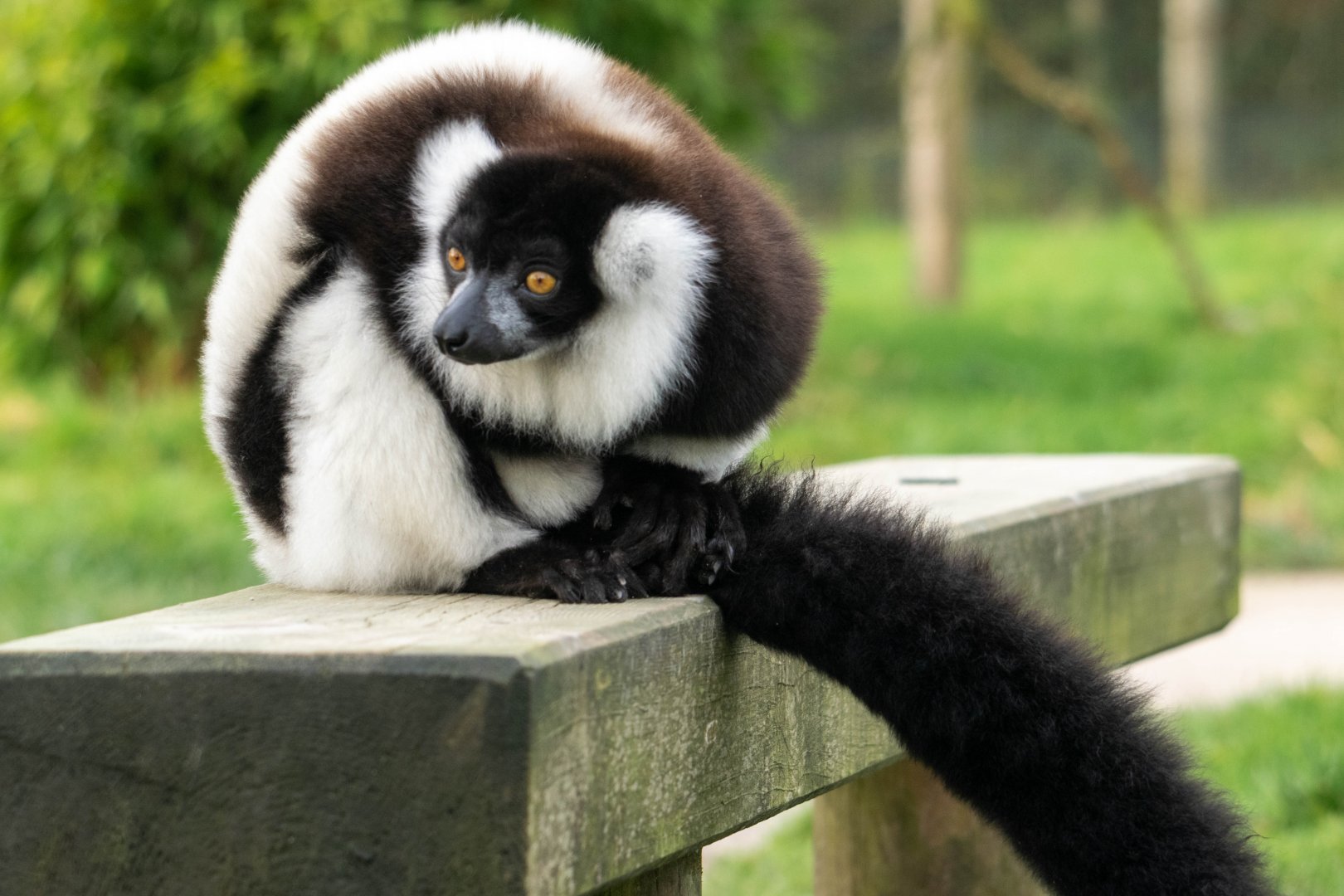 Black and White Ruffed Lemur