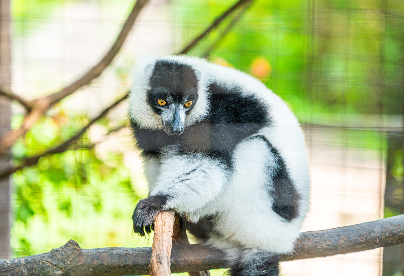 Black-and-white Ruffed Lemur
