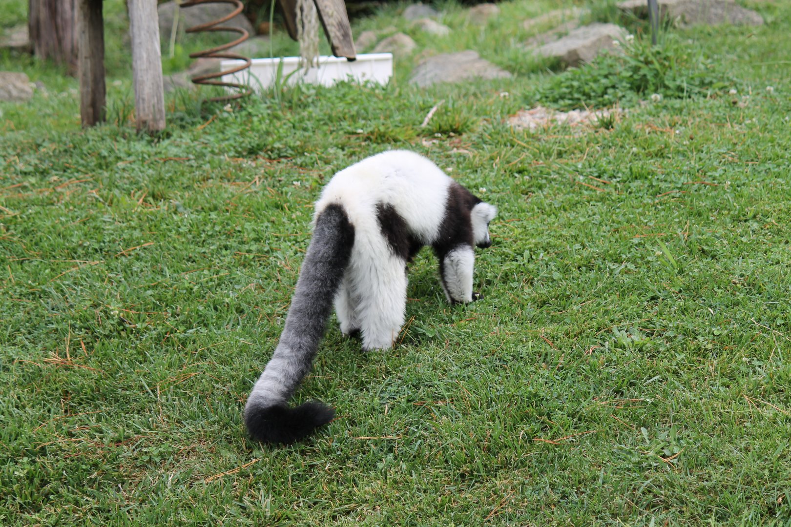 Black-and-white Ruffed Lemur