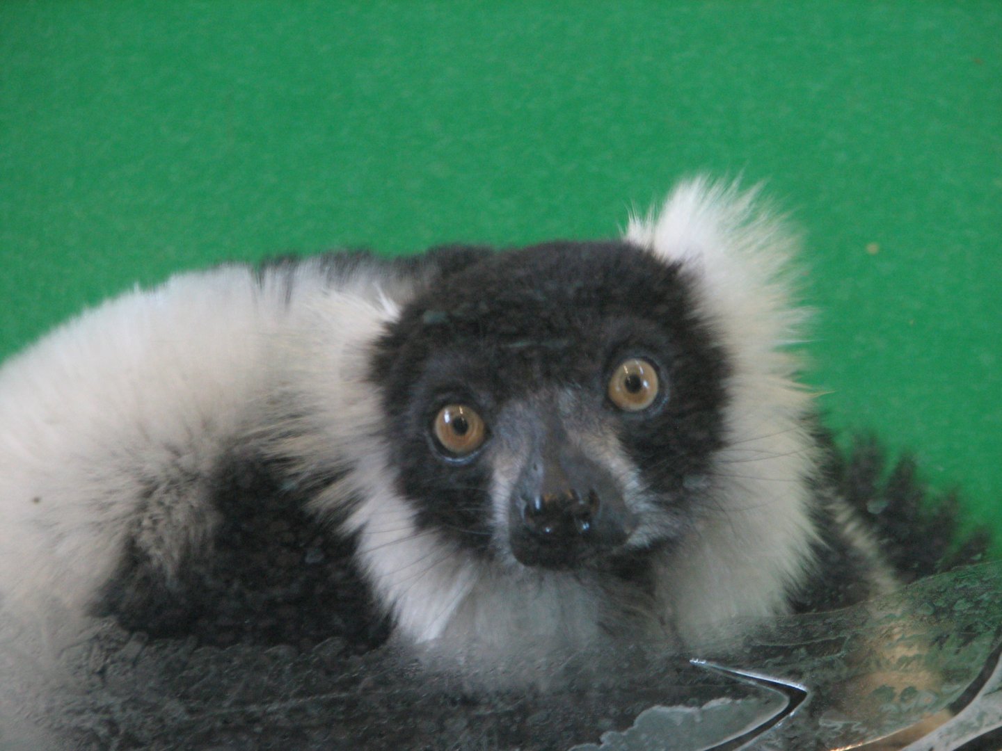 Black and white ruffed lemur