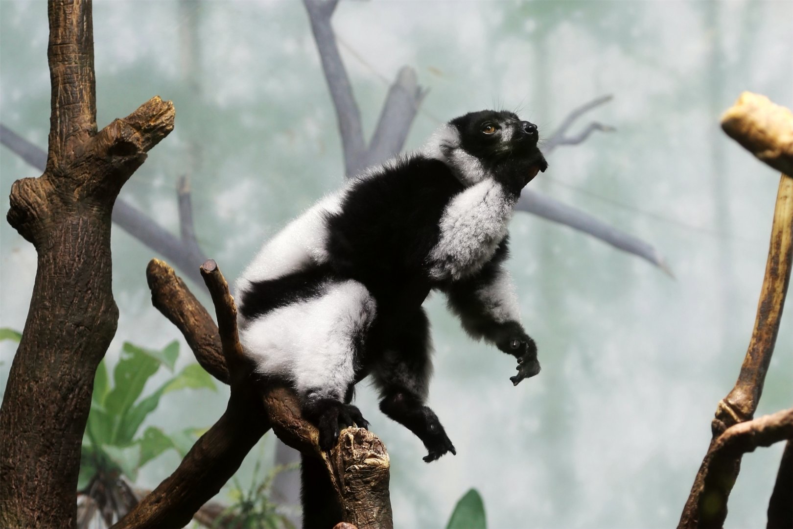 Black-and-white Ruffed Lemur