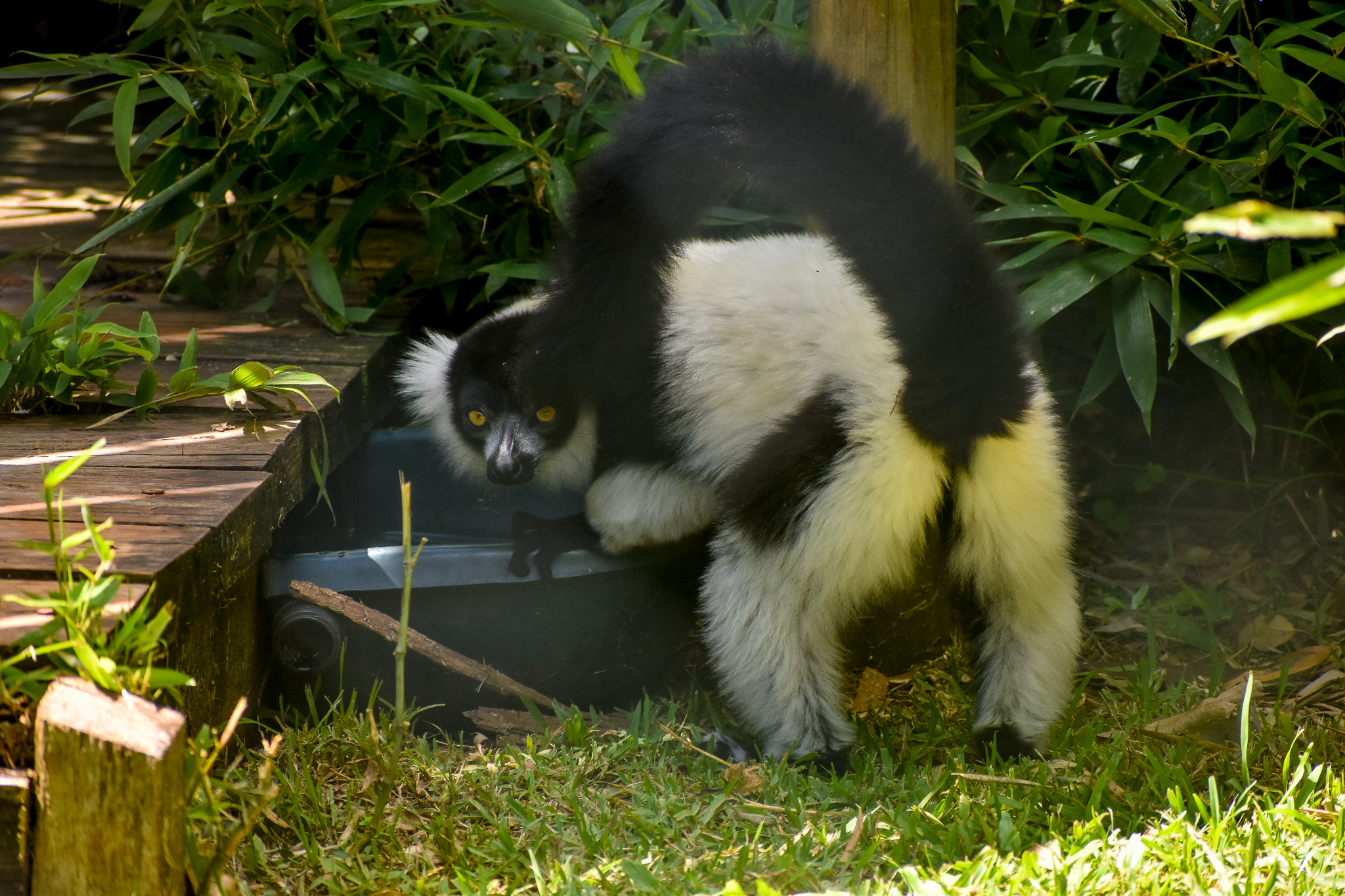 Black-and-white Ruffed Lemur