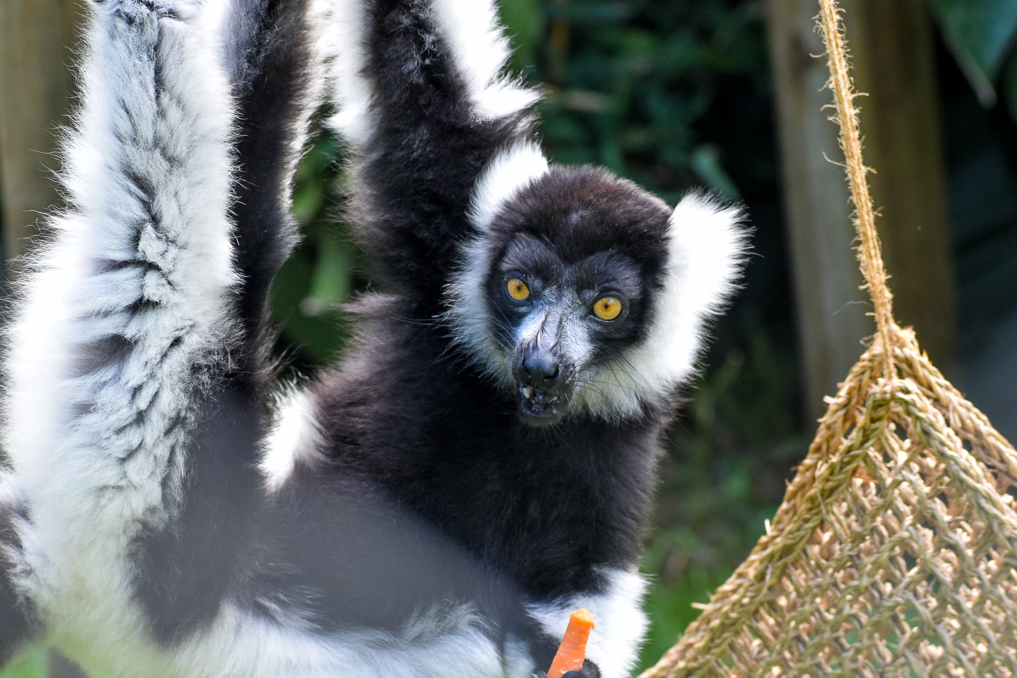 Black-and-white Ruffed Lemur