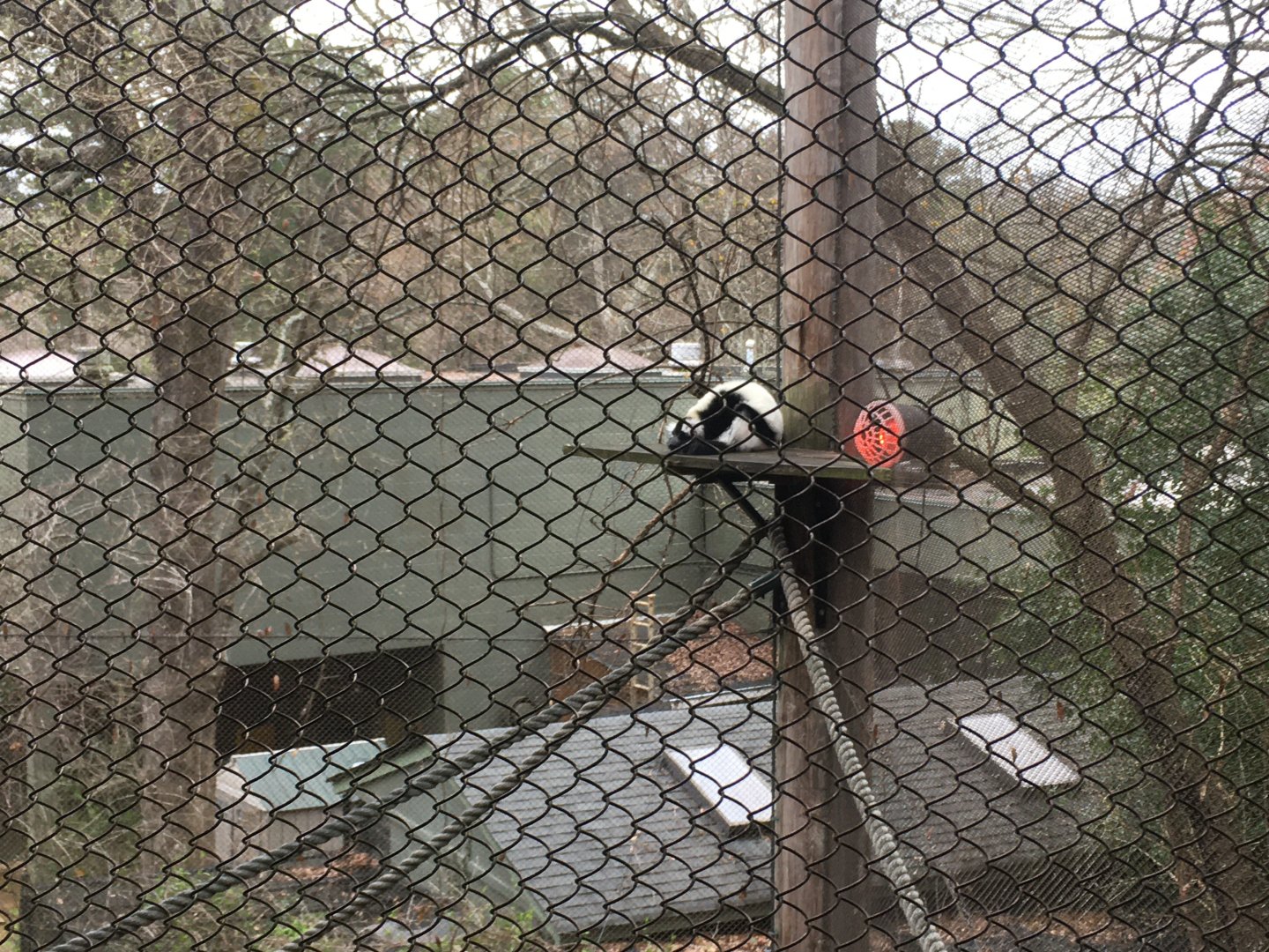 black-and-white ruffed lemur