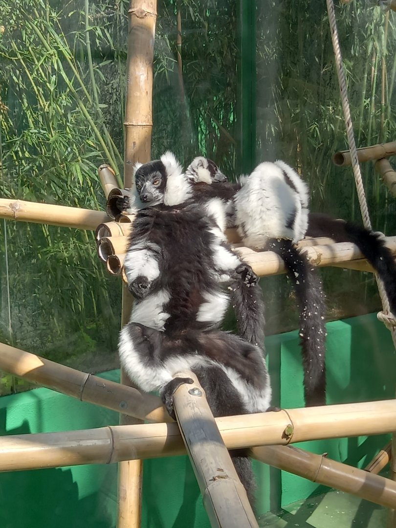 Black and white Ruffed Lemur