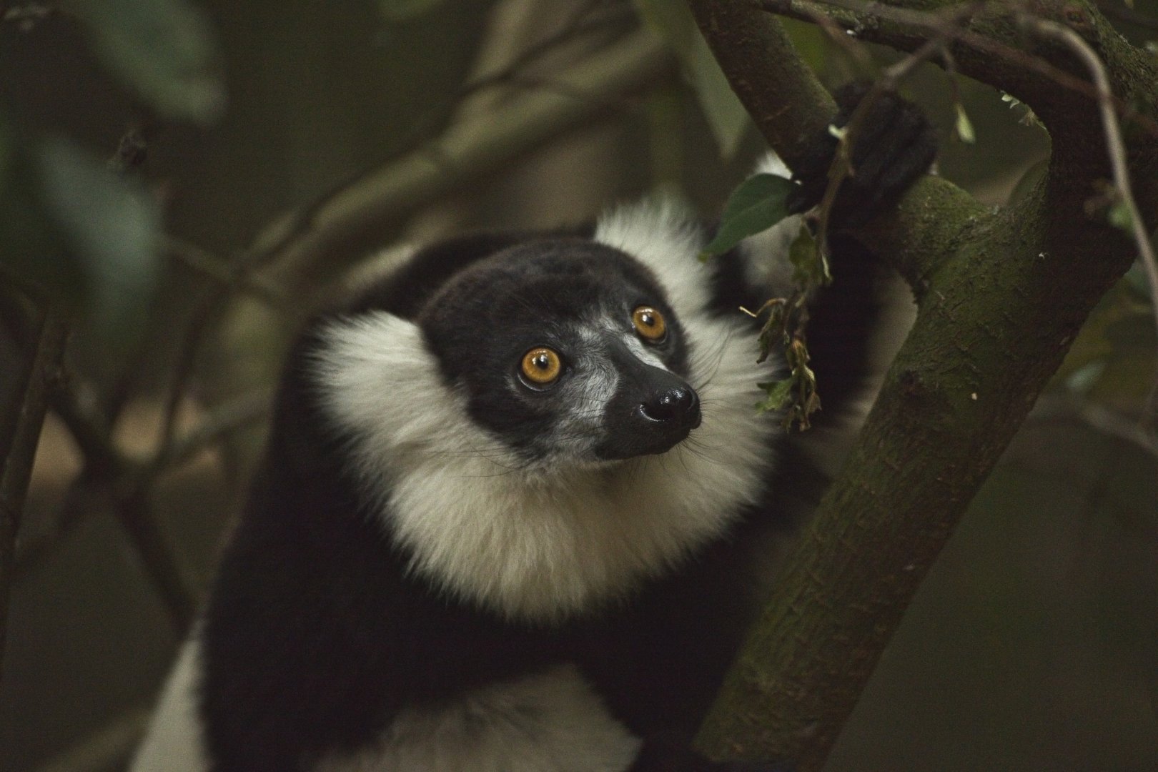 Black and White Ruffed Lemur