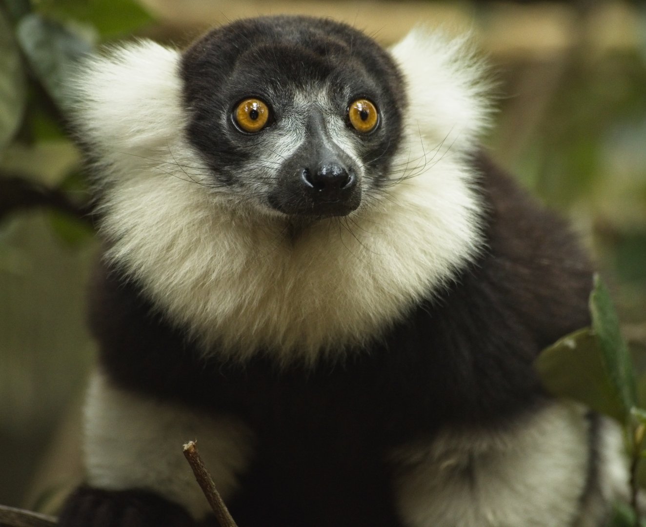 Black and White Ruffed Lemur