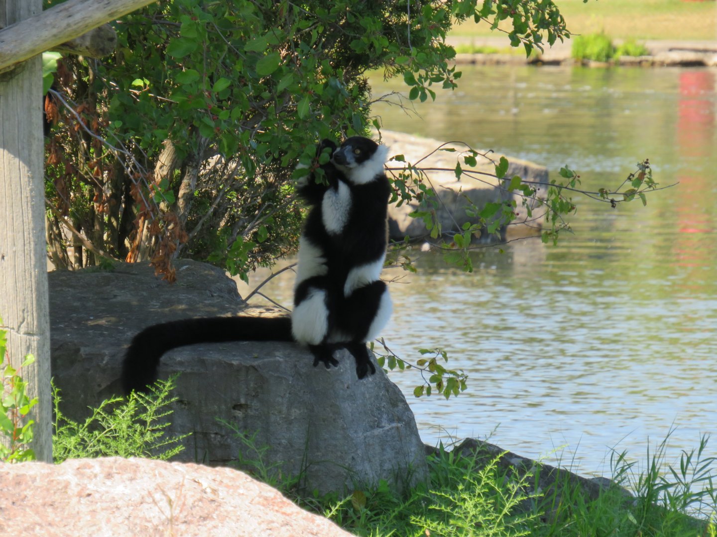 Black-and-white ruffed lemur