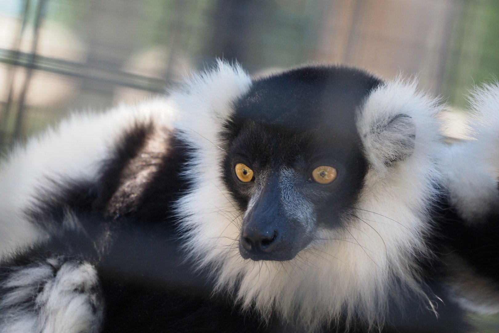 Black-and-white-ruffed lemur