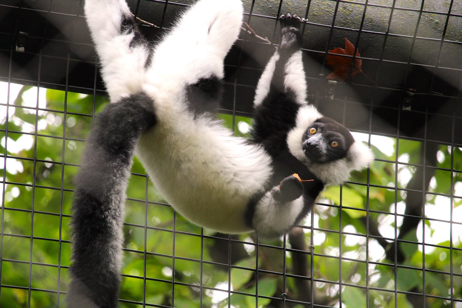 Black-and-white Ruffed Lemur