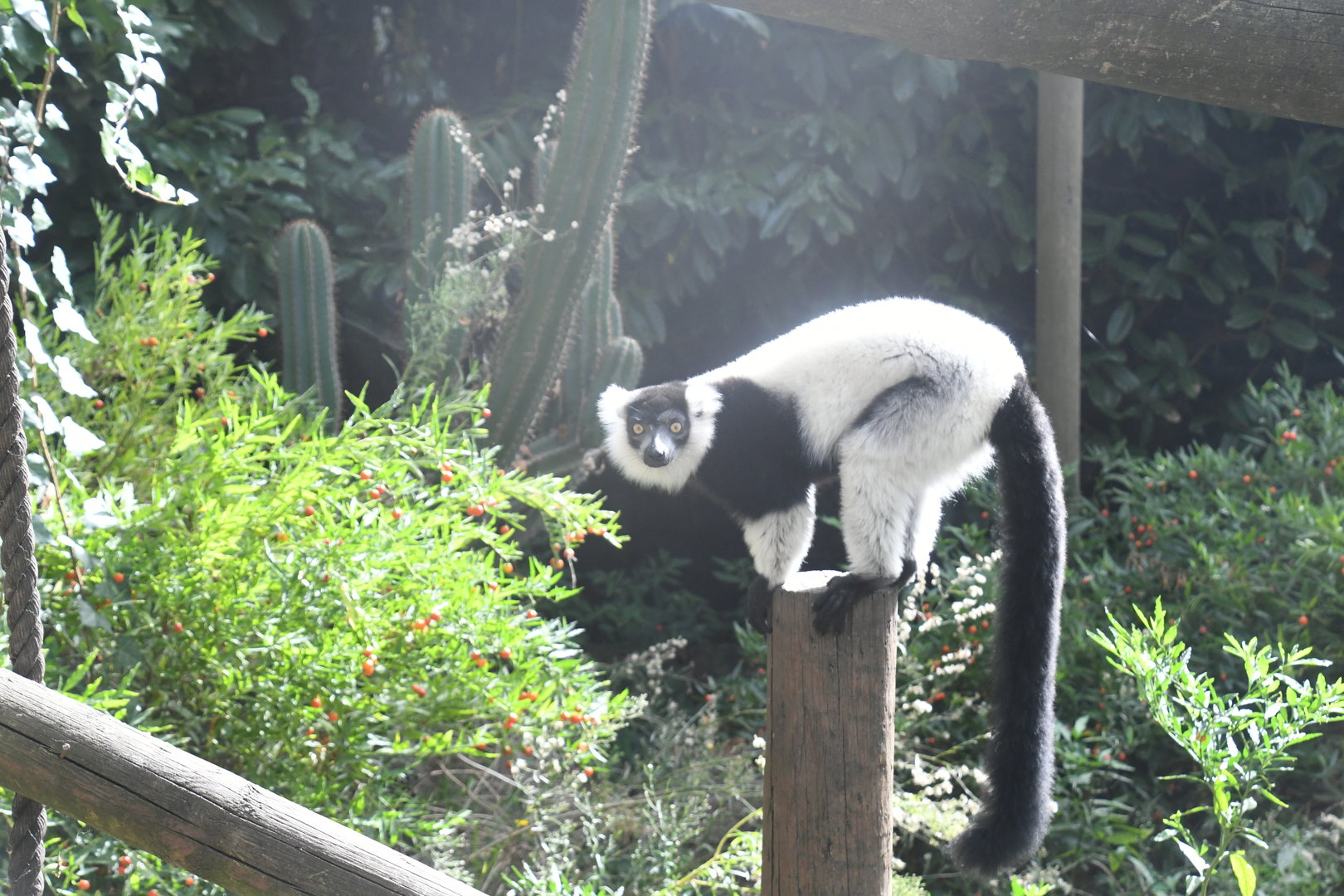Black-and-white Ruffed Lemur