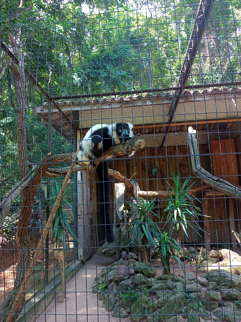 Black and white ruffed lemur