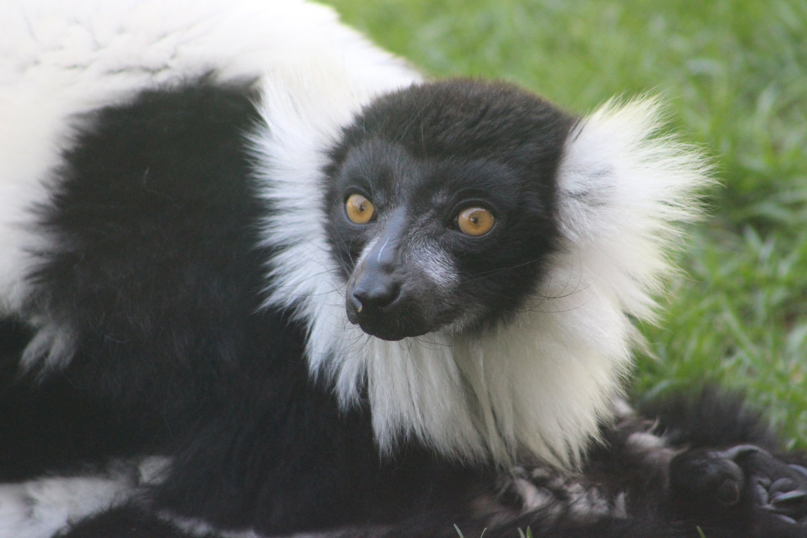 Black and White Ruffed Lemur