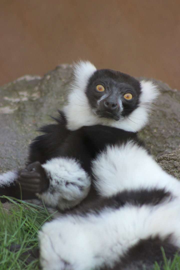 Black and White Ruffed Lemur