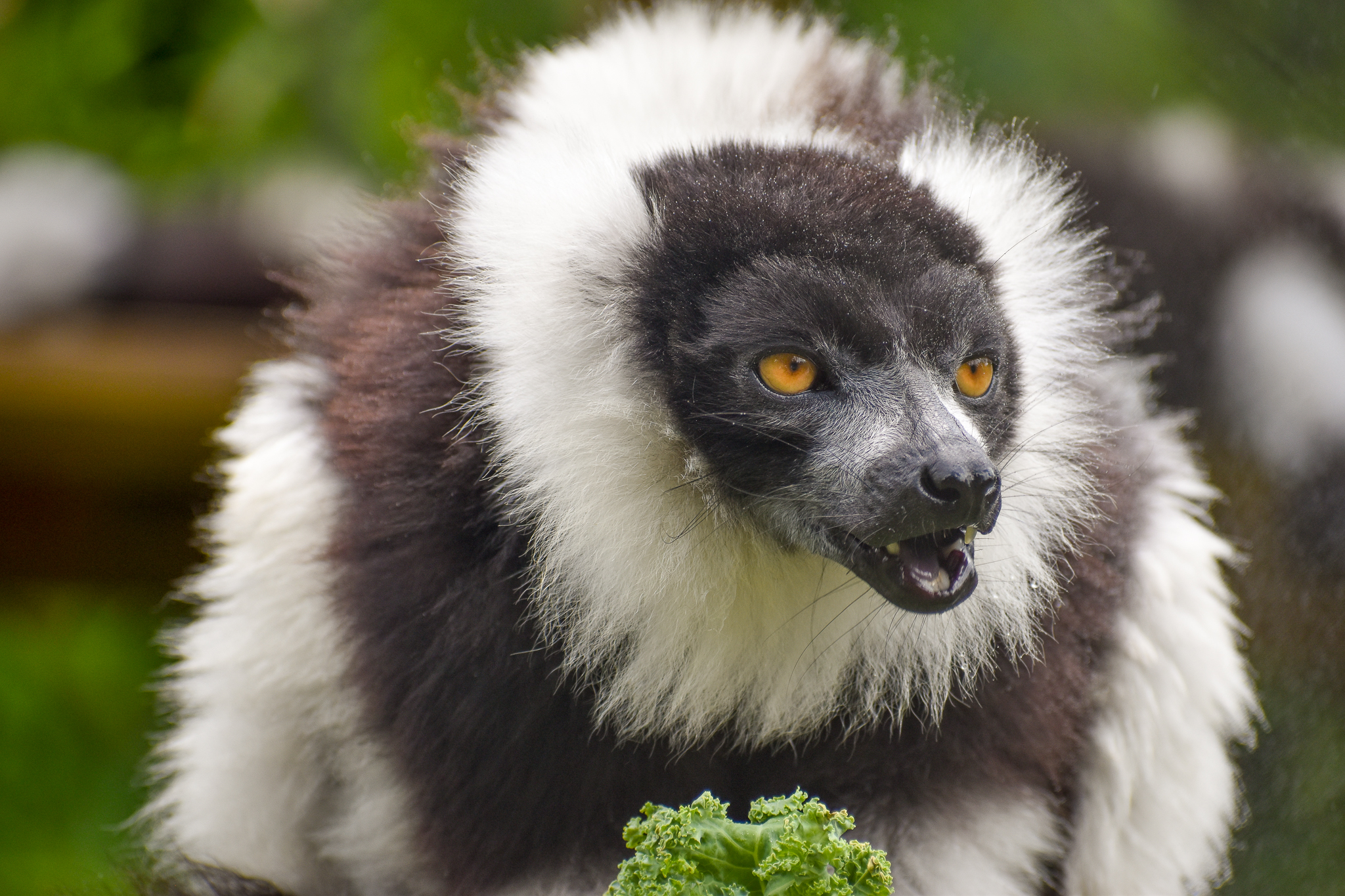 Black-and-white Ruffed Lemur