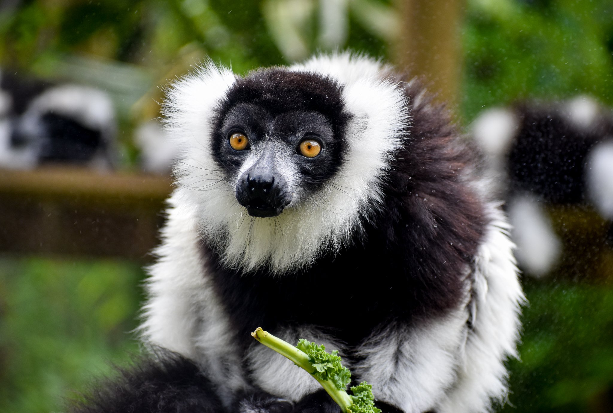 Black-and-white Ruffed Lemur