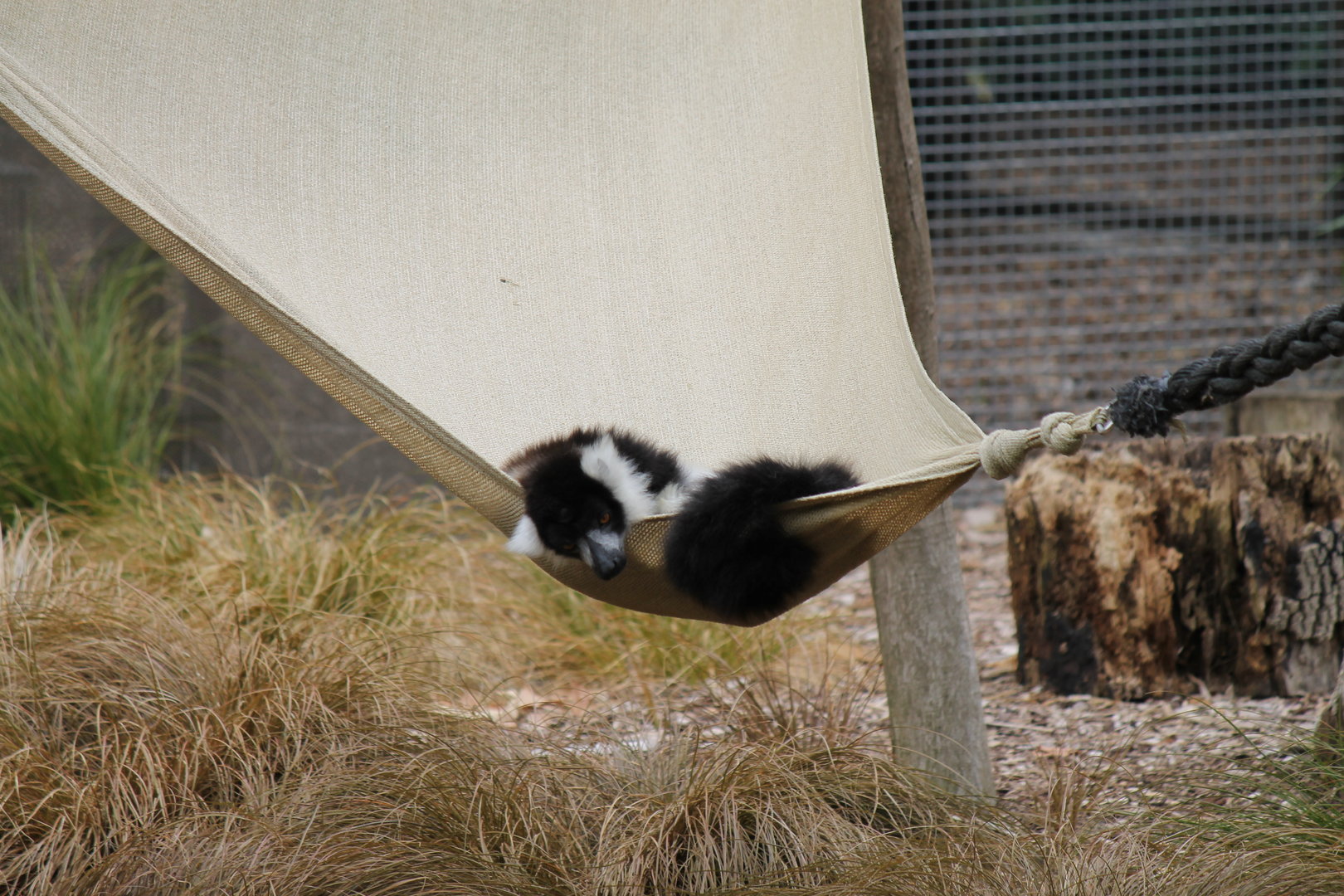 Black-and-white Ruffed Lemur