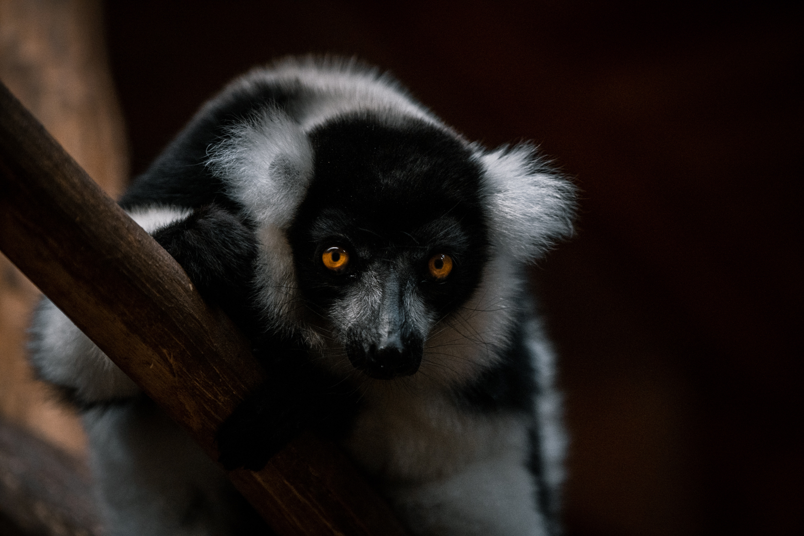 Black and White Ruffed Lemur