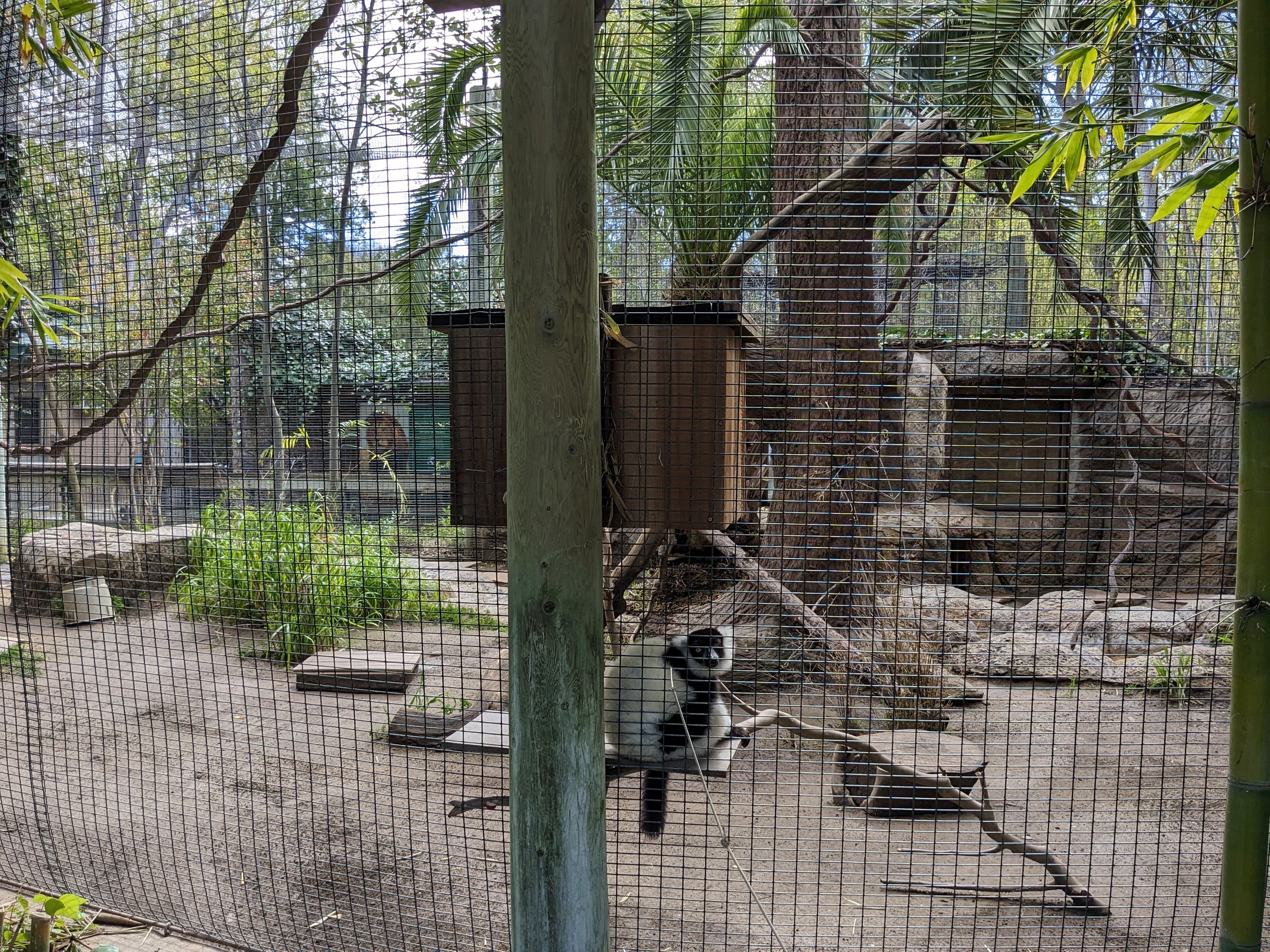 Black and White- Ruffed lemur