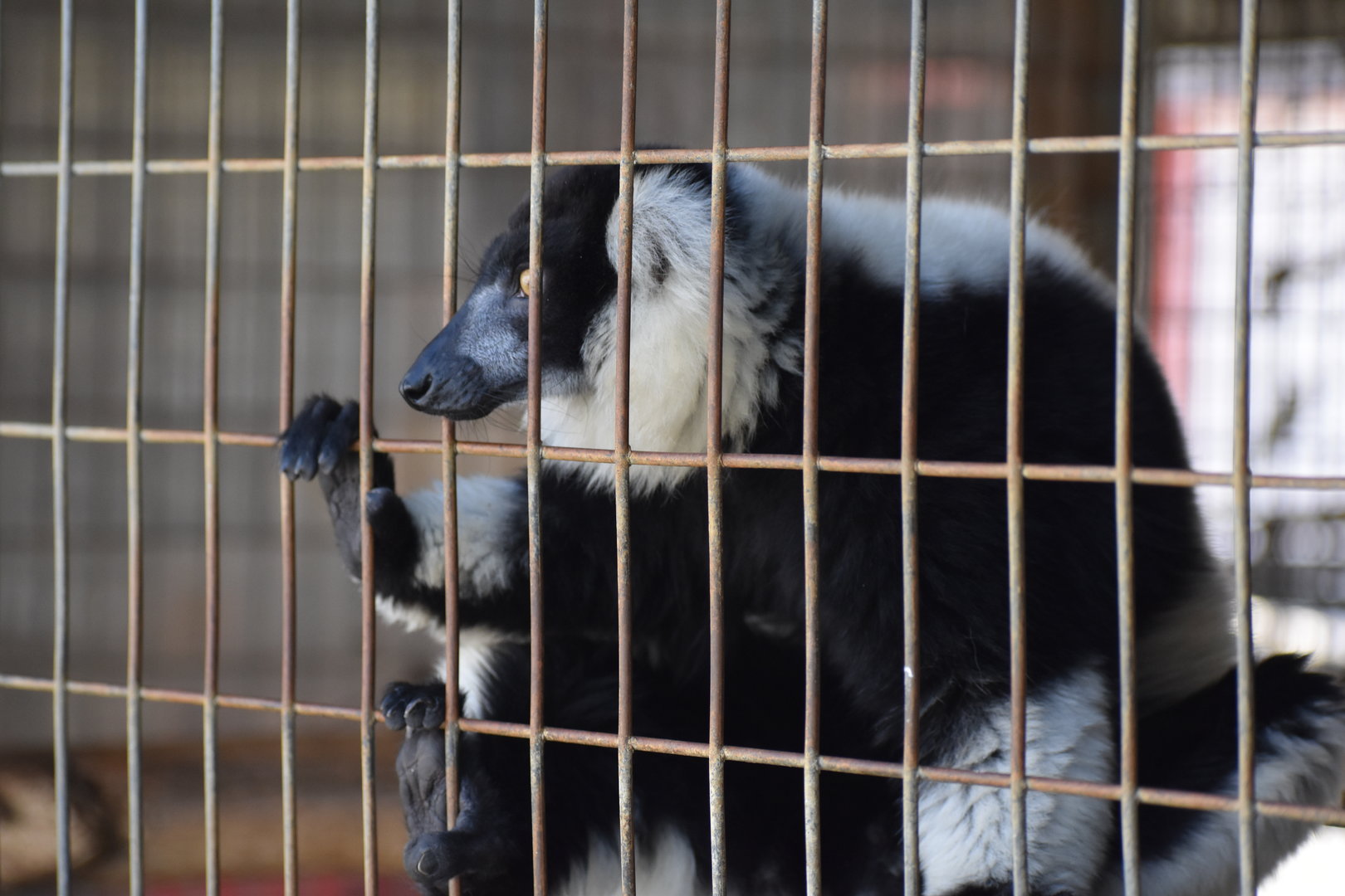 Black-and-White Ruffed Lemur
