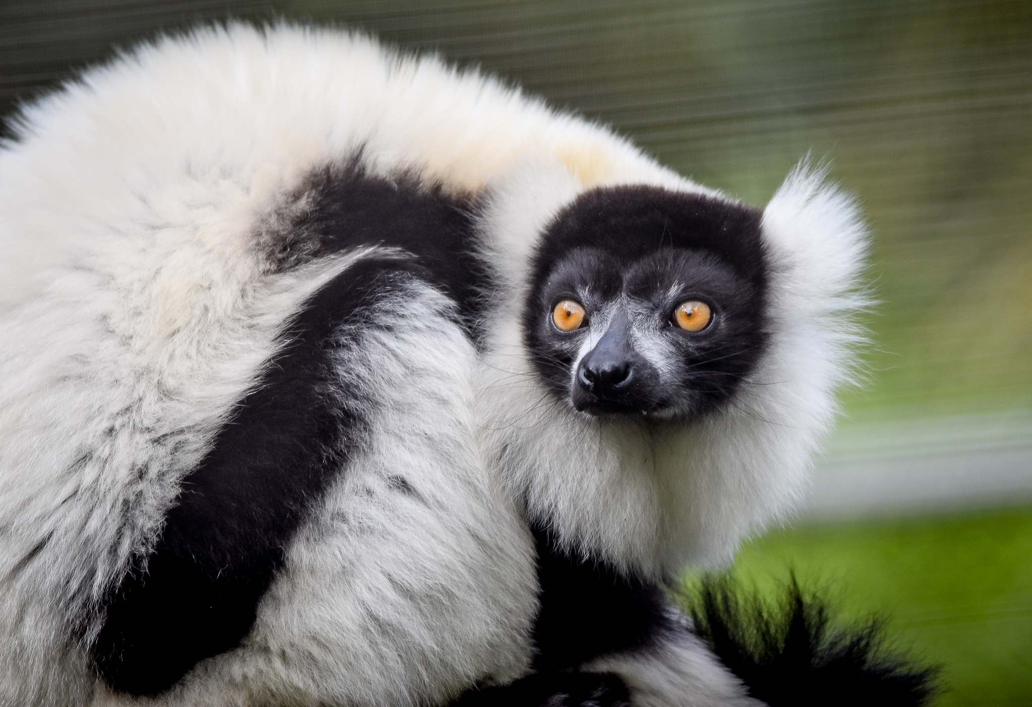 Black-and-white Ruffed Lemur