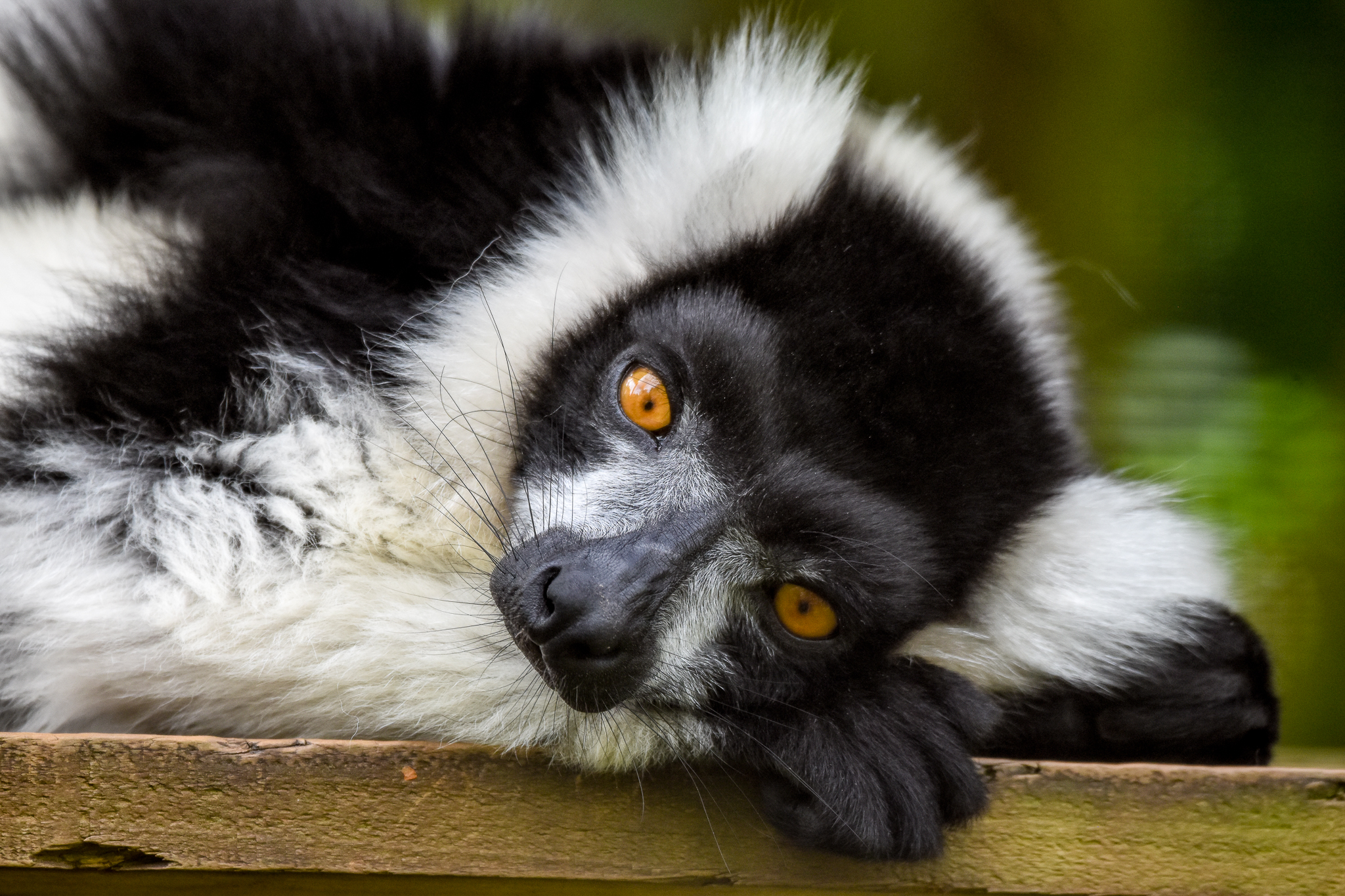 Black-and-white Ruffed Lemur