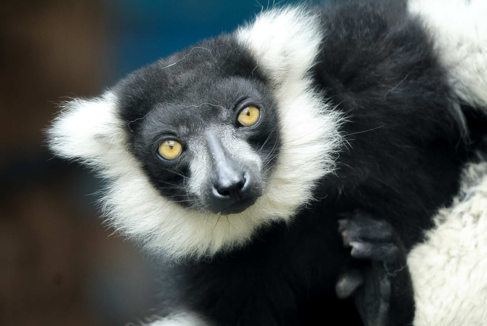 Black-and-White Ruffed Lemur