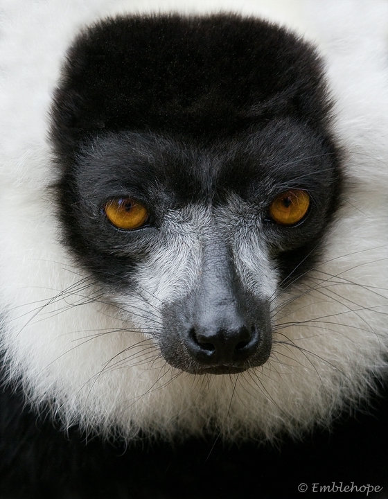 Black and white Ruffed Lemur.