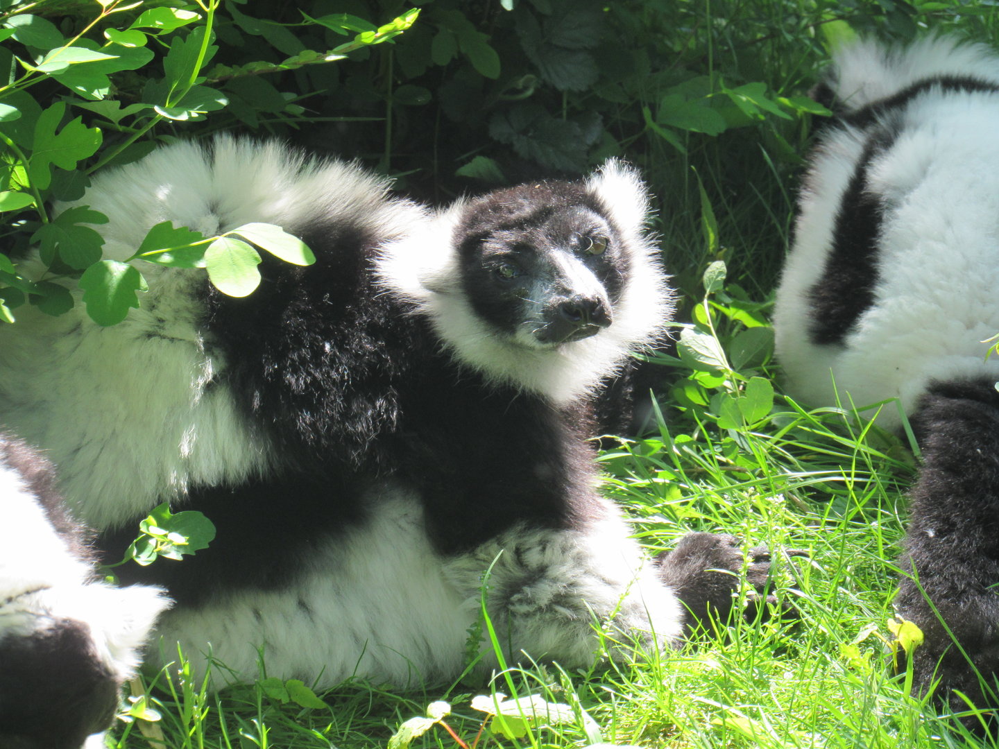Black-and-White Ruffed Lemur