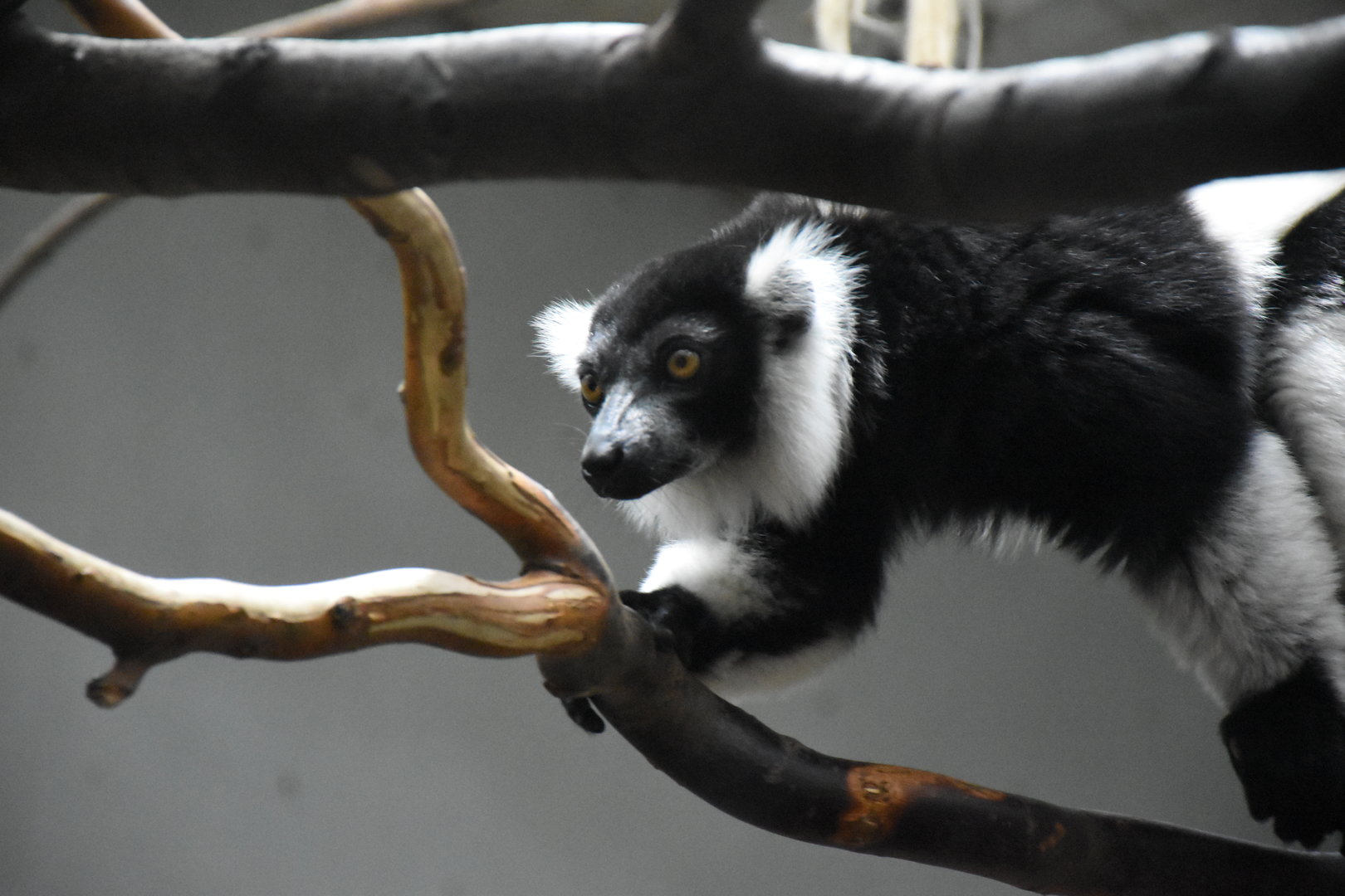 Black and white ruffed lemur