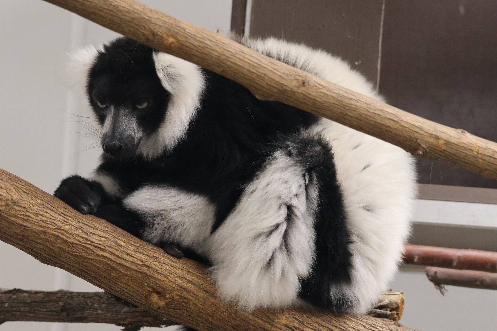 Black and White Ruffed Lemur