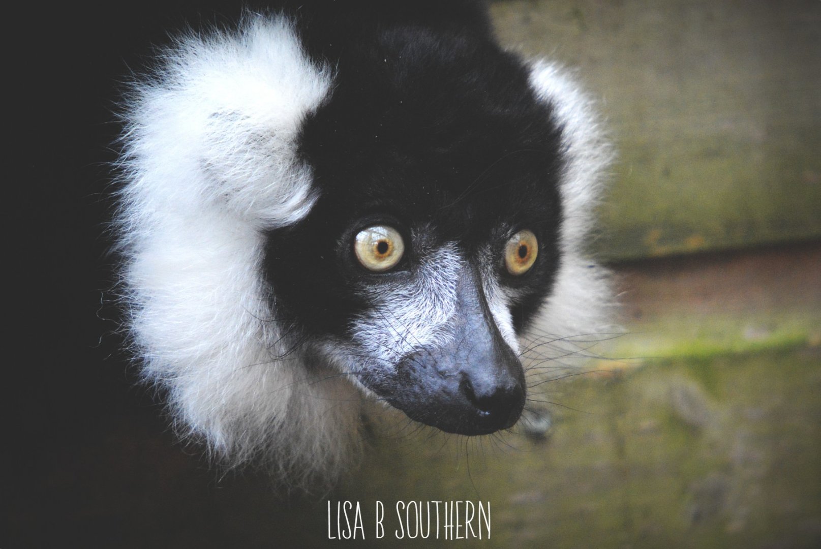Black and white ruffed lemur