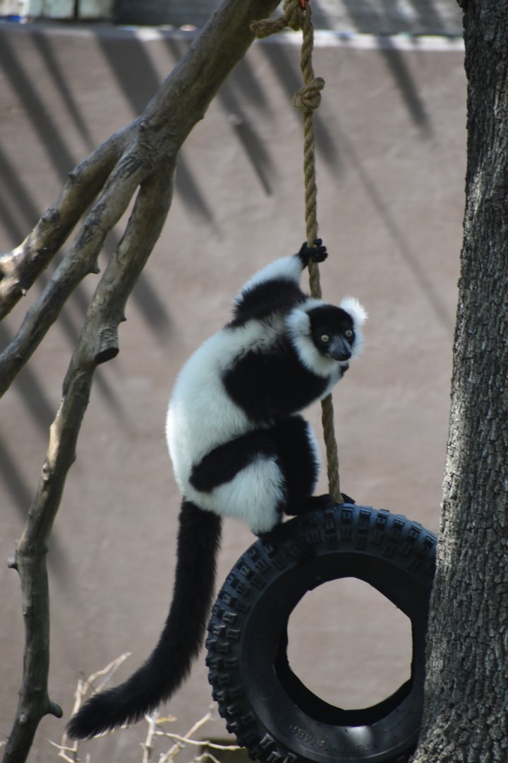 Black and White Ruffed Lemur
