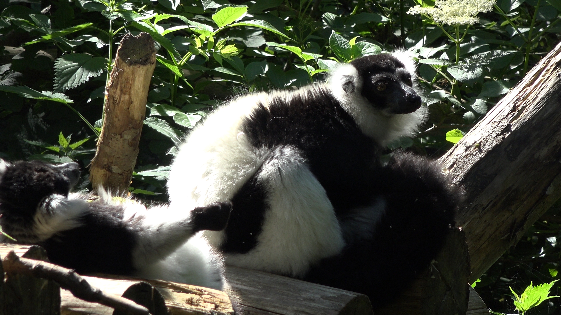 Black-and-white ruffed lemur