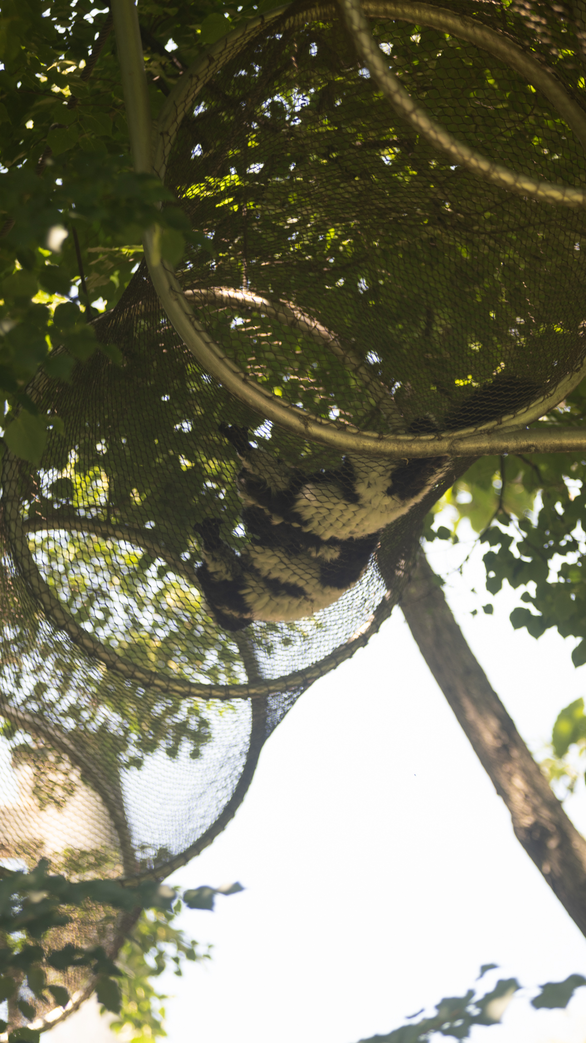 black and white ruffed lemur