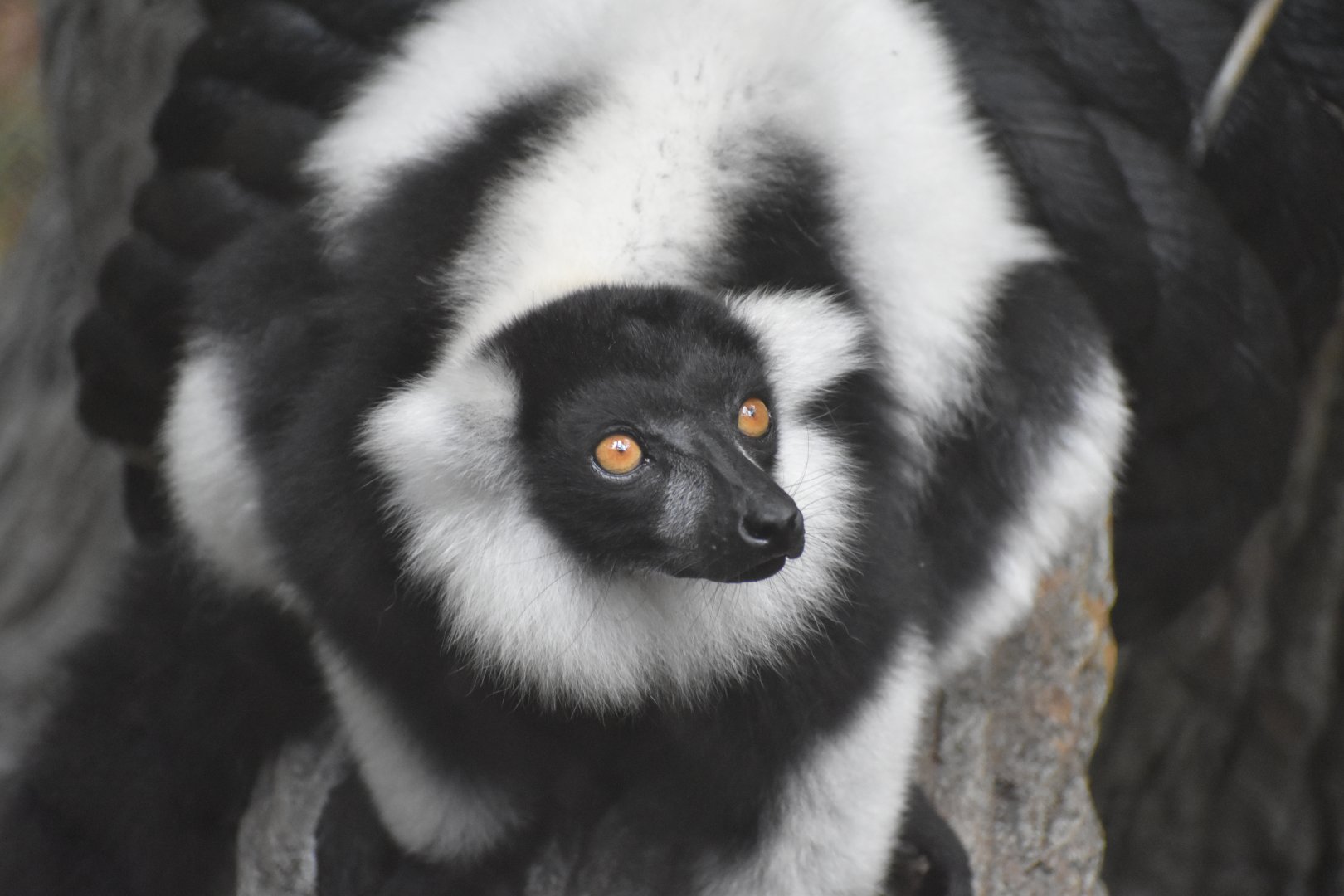 Black-and-White Ruffed Lemur