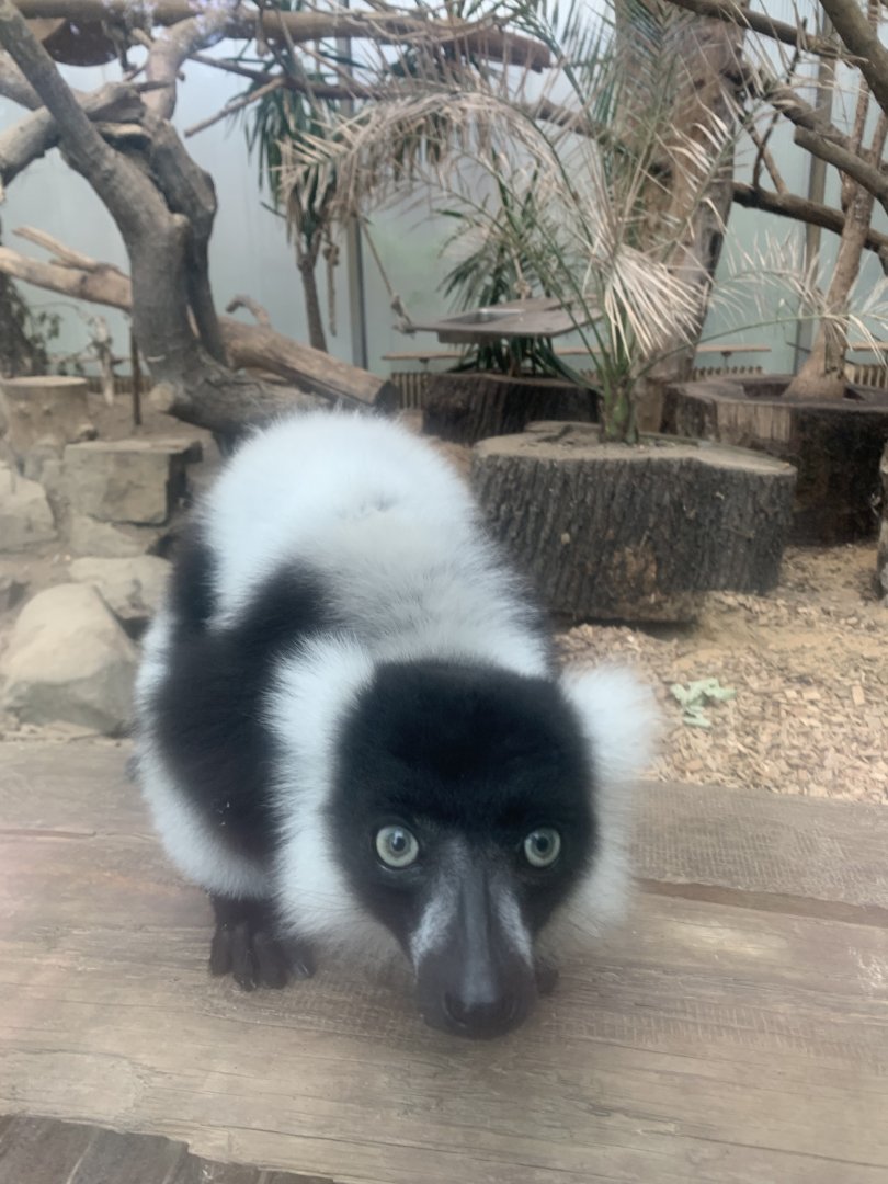 Black and white ruffed lemur