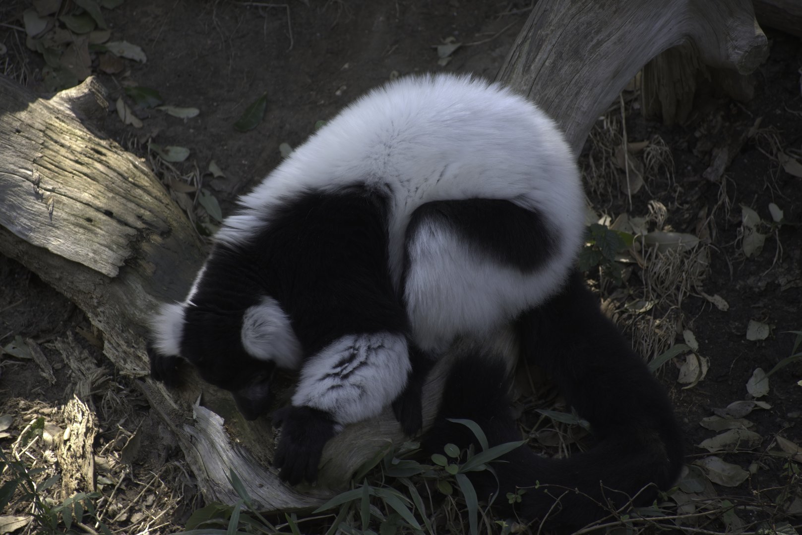 Black-and-White Ruffed Lemur