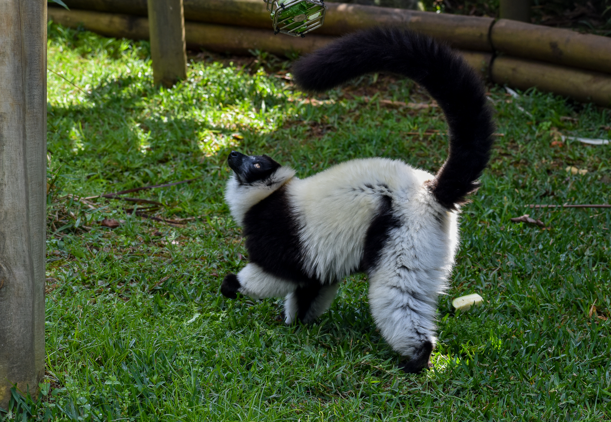 Black-and-white Ruffed Lemur