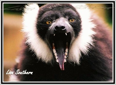 Black and White ruffed Lemur